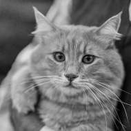Beautiful Maine Coon cat loves being taken outdoors by his owner