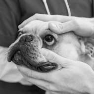 veterinarian checking dog for eye opthalmology health