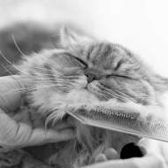 pet owner performs pet grooming