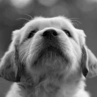 puppy pain free pain management with laser therapy