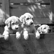 canine reproduction represented by puppies