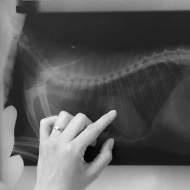 veterinary surgury diagonis by digital X Ray