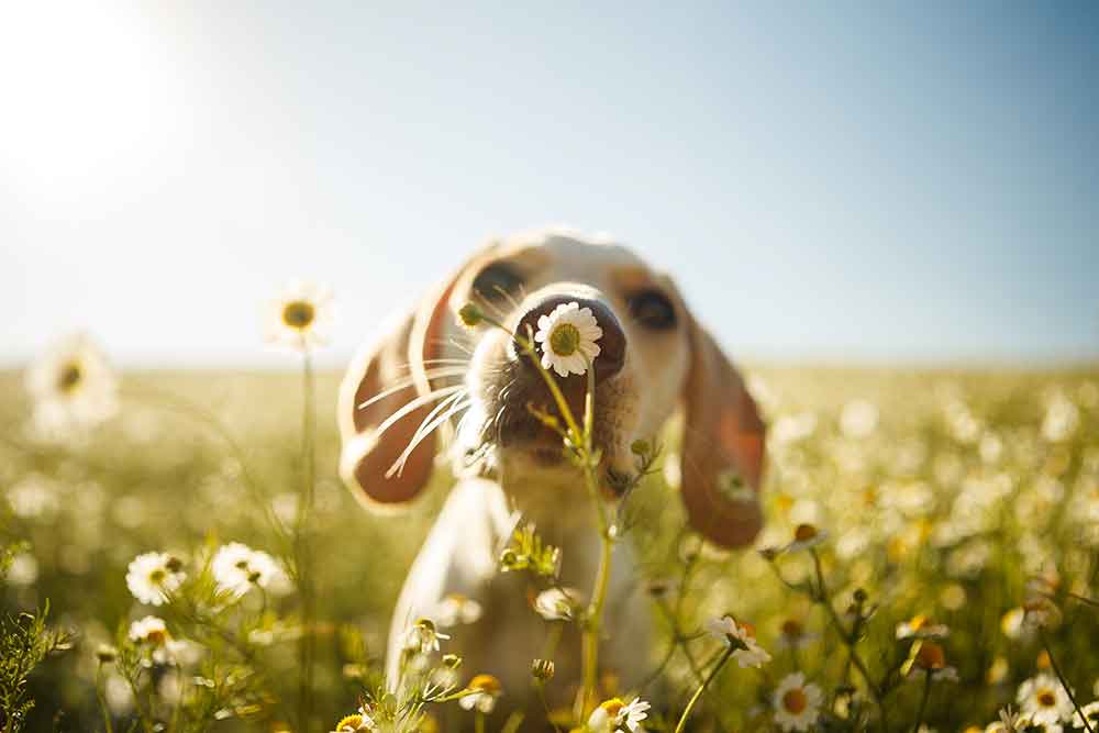 Dog smelling flower Dog smelling flower