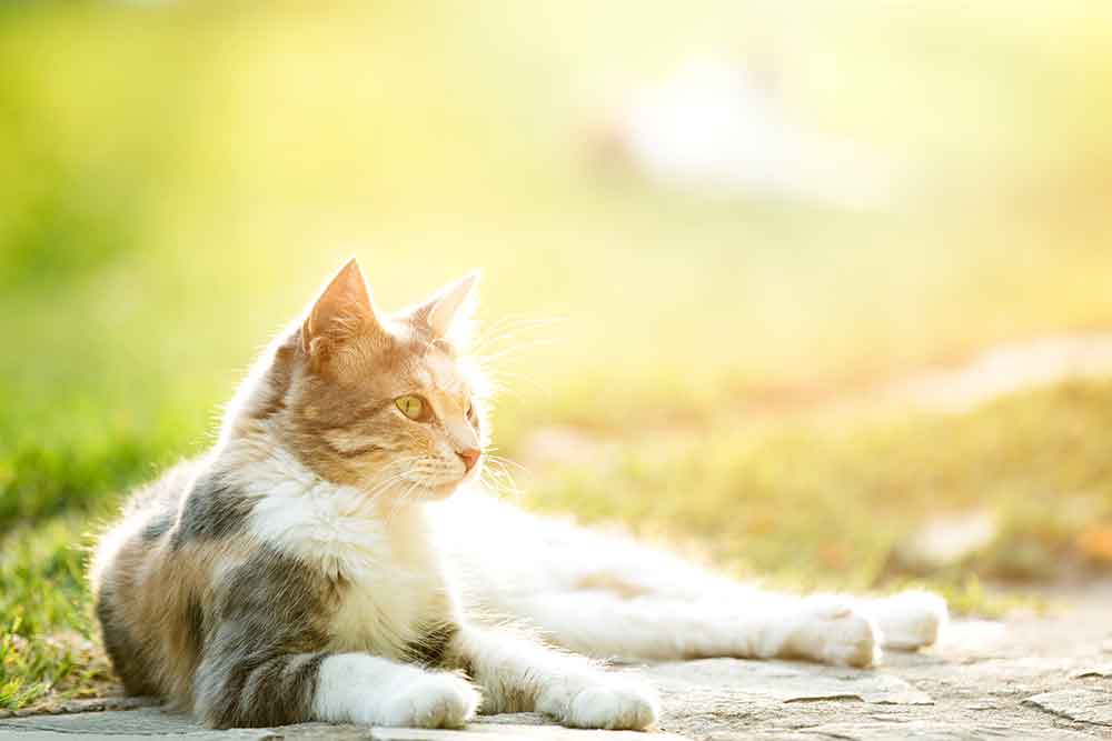 Cat sitting in sunshine