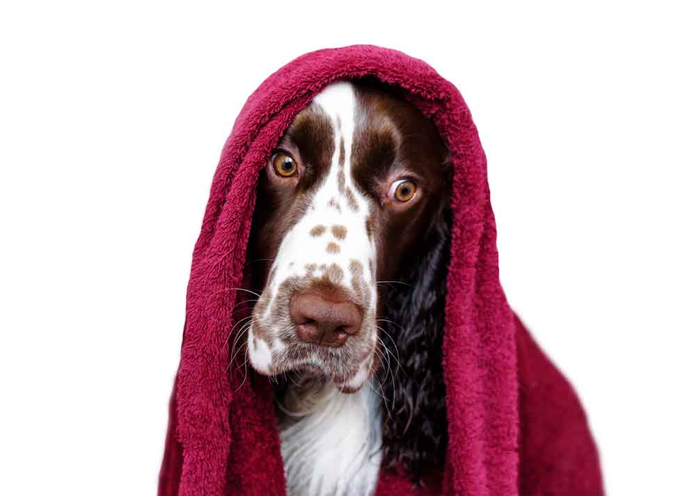 Dog with towel on its head Dog with towel on its hard