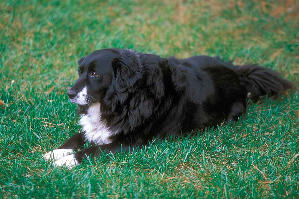 Dog laying on grass