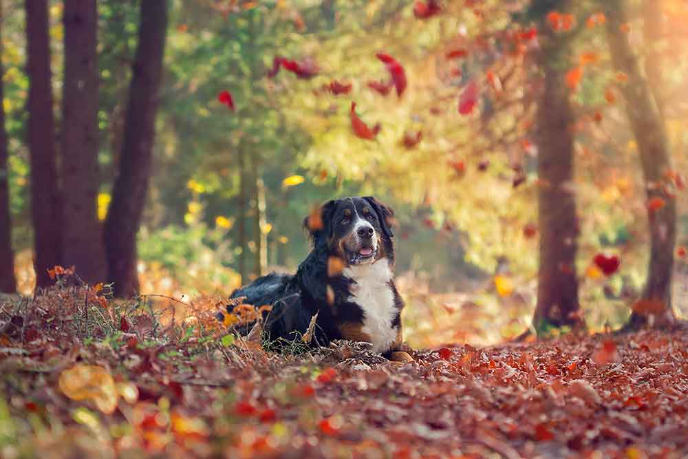 dog outside