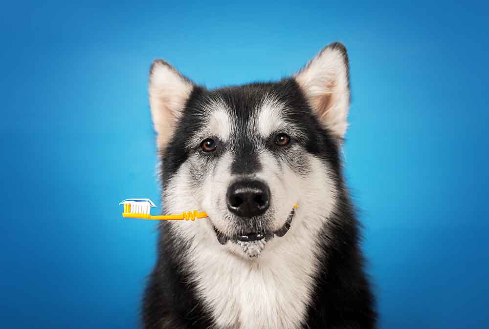Dog holding toothbrush