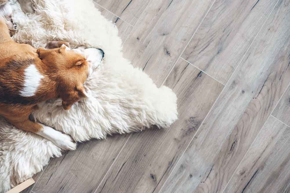 Dog laying on rug Dog laying on rug