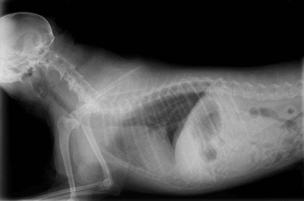 X-ray