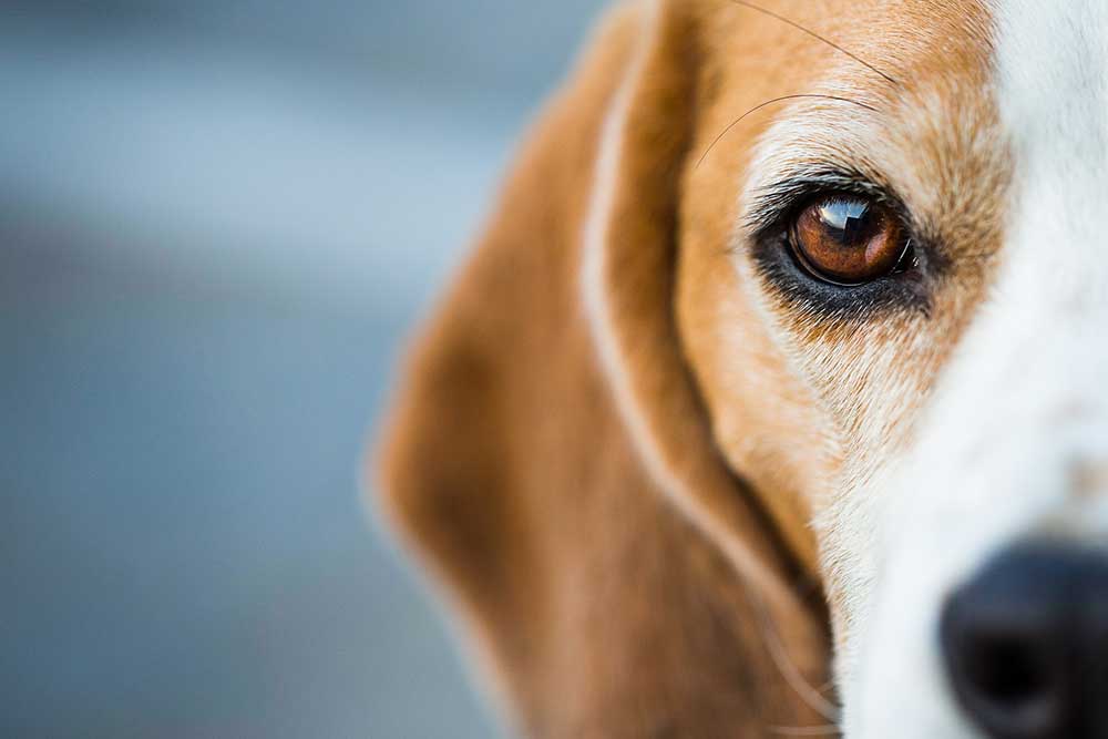 Dog's eye Dog's eye