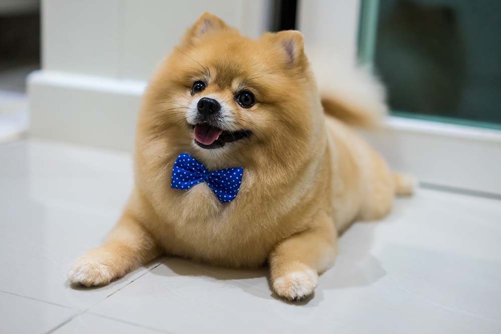Fluffy dog wearing bowtie Fluffy dog wearing bowtie