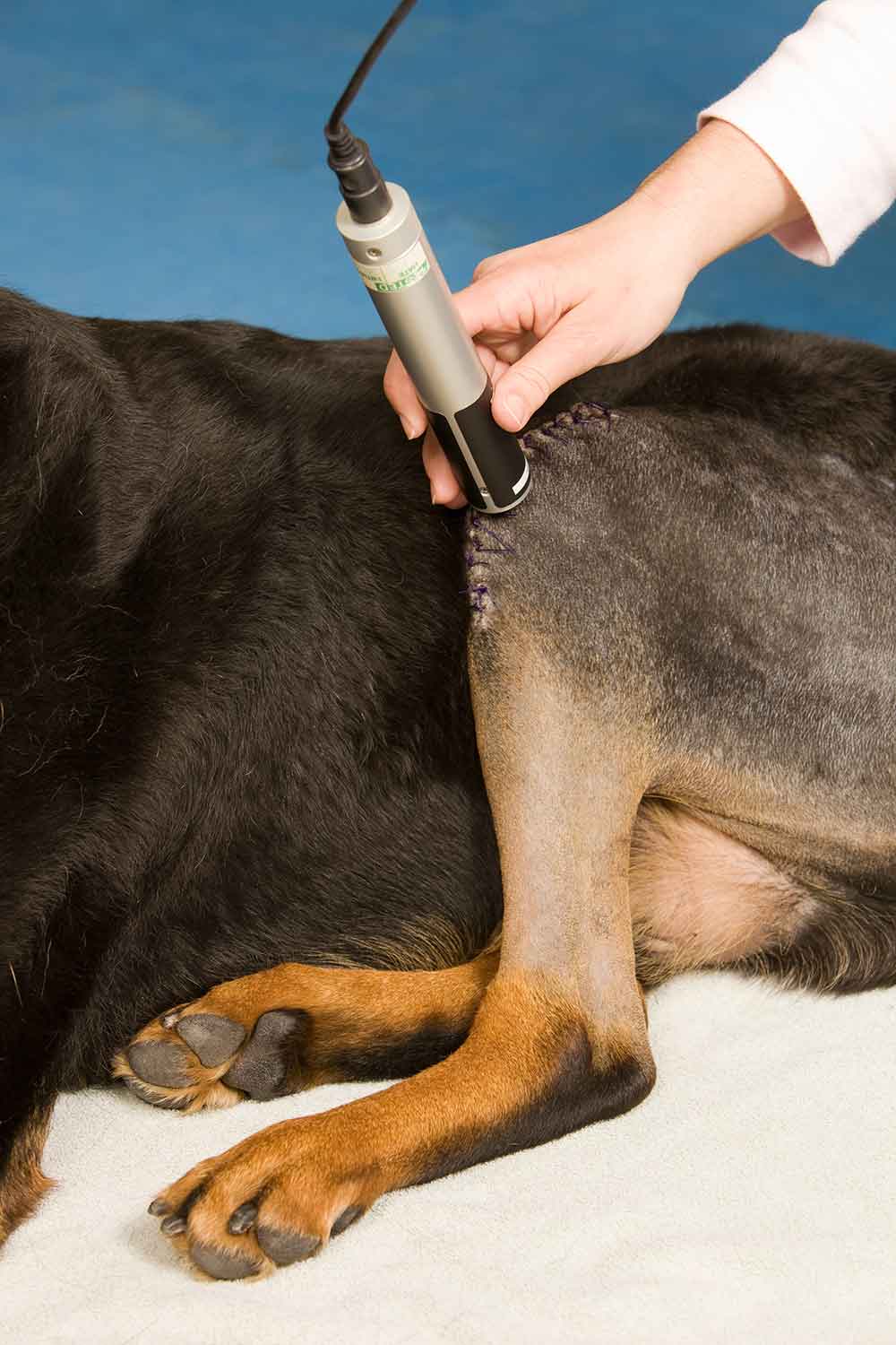 Laser therapy on dog