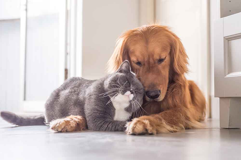 Dog and cat nuzzling Dog and cat nuzzling