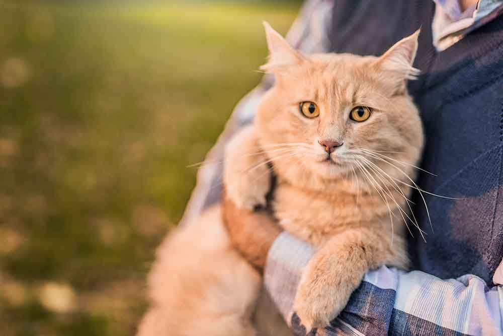 Orange cat Orange cat