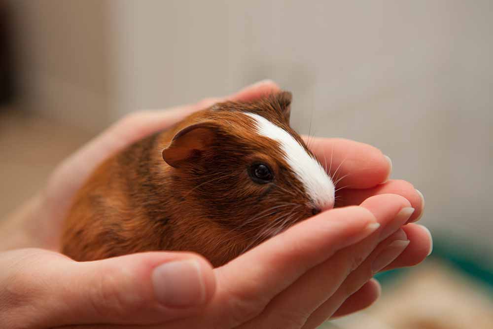 Pocket pet Pocket pet