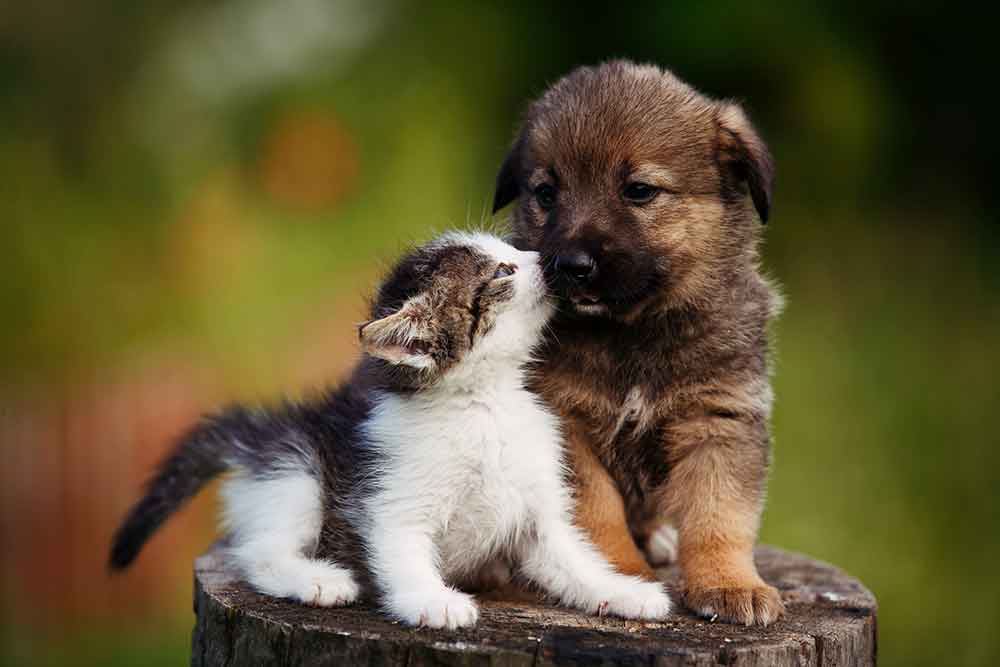 Puppy and kitten