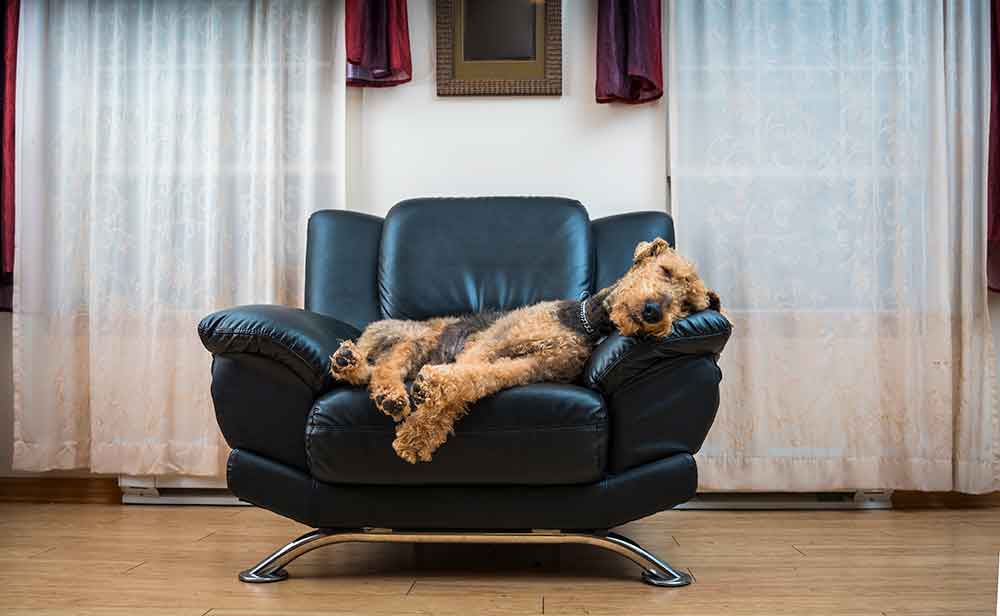 Dog laying on chair